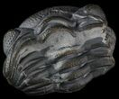 Enrolled Eldredgeops (Phacops) Trilobite - New York #50303-2